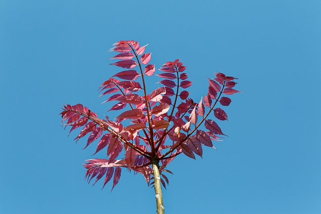 Jardin Botanique de la Bastide-021